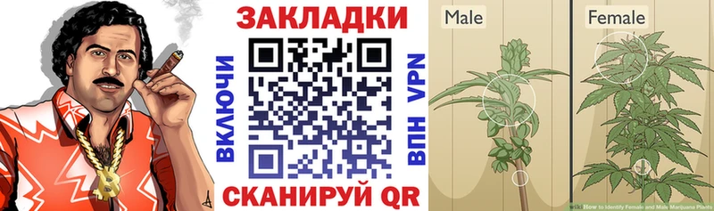 Сколько стоит Кедровый ГАШИШ  MDMA  A-PVP  Меф мяу мяу  ссылка на мегу ONION  МАРИХУАНА 